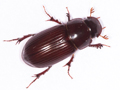 Acrossus rufipes
